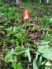 Tulipa fosteriana
