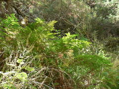 Pteridium aquilinum capense