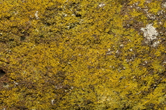 Candelariella vitellina