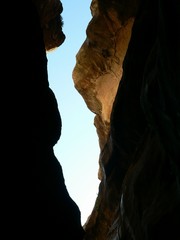 Pteridium aquilinum capense