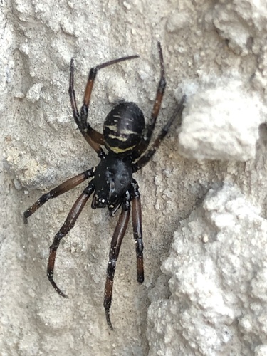 Steatoda autumnalis