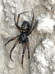 Steatoda autumnalis