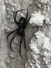 Steatoda autumnalis