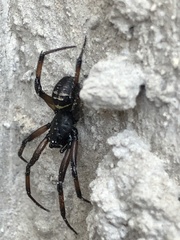 Steatoda autumnalis