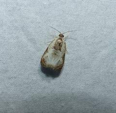 Olethreutes malana