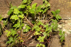 Geranium robertianum