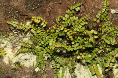 Asplenium trichomanes