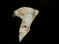 Cussonia paniculata sinuata