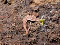 Australopacifica cooperi
