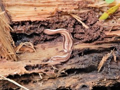 Australopacifica cooperi