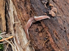 Australopacifica cooperi