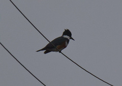 Megaceryle alcyon