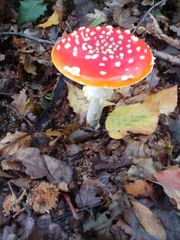 Amanita muscaria muscaria