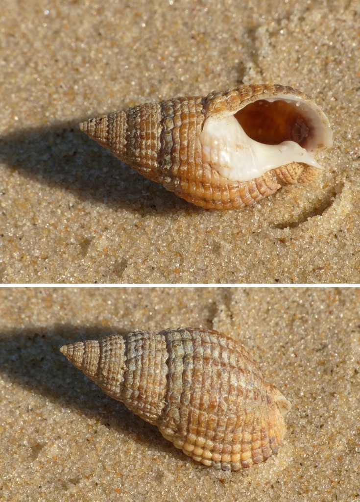 Netted Dogwhelk, photo 1 of 7