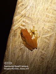 Dendropsophus walfordi