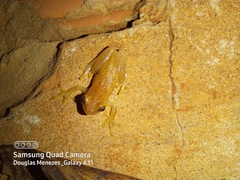 Dendropsophus walfordi