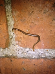 Geophilus carpophagus