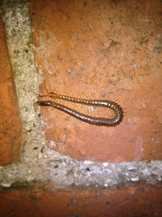 Geophilus carpophagus