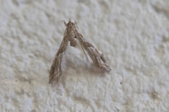 Lineodes interrupta