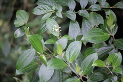 Miconia cooperi