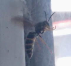 Vespula squamosa