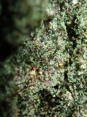 Chaenotheca trichialis