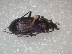 Carabus indicus indicus