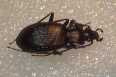 Carabus indicus indicus