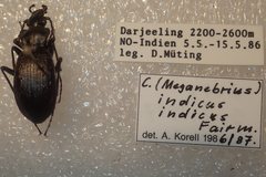 Carabus indicus indicus