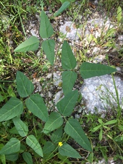 Strophostyles helvola