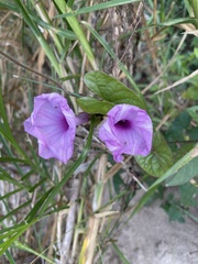 Ipomoea setifera