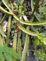 Selenicereus triangularis