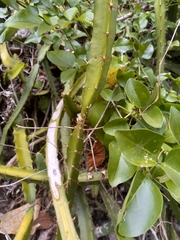 Selenicereus triangularis