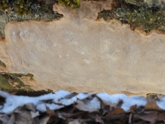 Phellinus betulinus