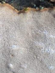 Phellinus betulinus