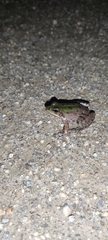 Pelophylax