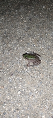 Pelophylax