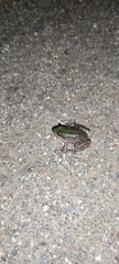 Pelophylax