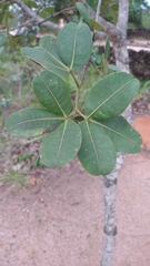 Eriotheca gracilipes