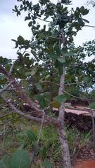 Eriotheca gracilipes