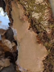 Phellinus betulinus