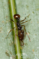 Orectognathus versicolor