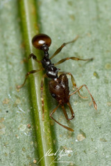 Orectognathus versicolor