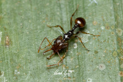 Orectognathus versicolor