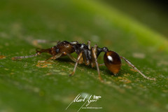 Orectognathus versicolor