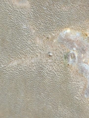 Phellinus betulinus