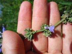 Salvia pallida
