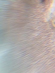 Phellinus betulinus