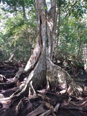 Pterocarpus officinalis