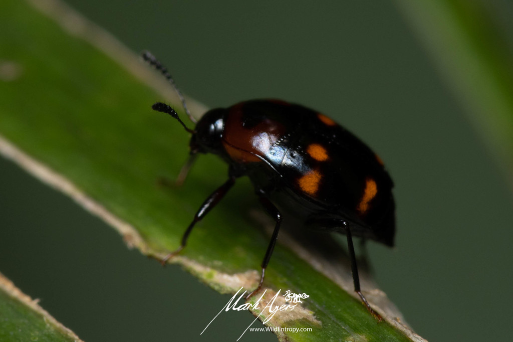 Scaphidium distinctum